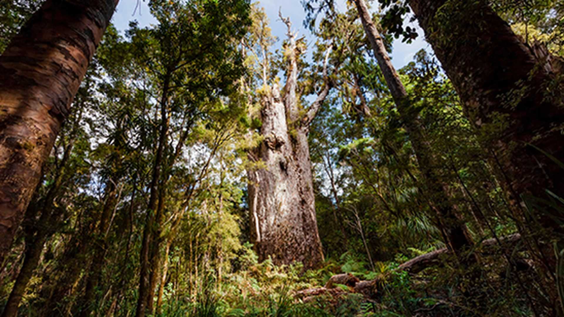 Te Matua Ngahere, the giant Kauri Tree in Waipoua Forest, New Zealand