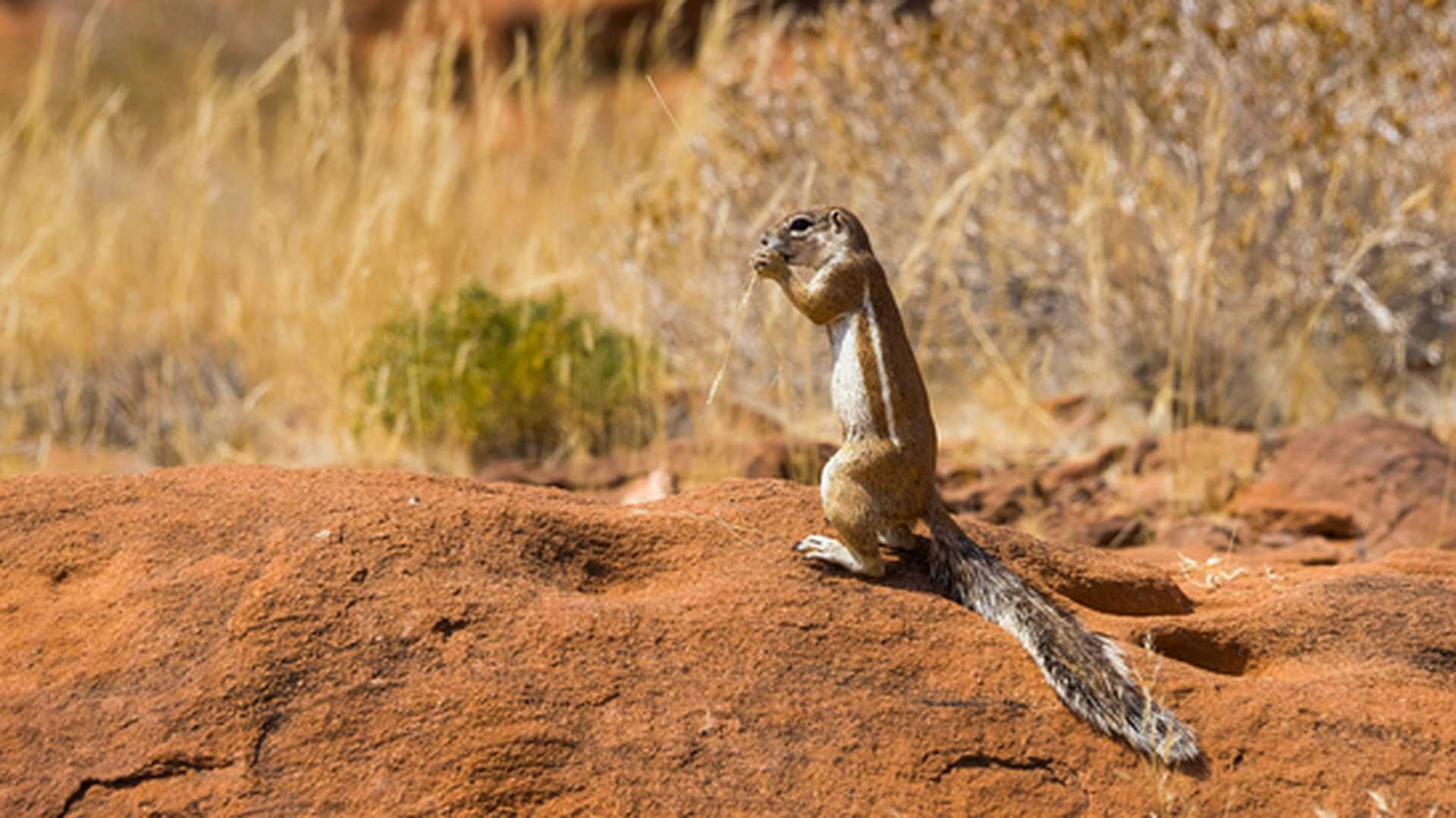 Standing South African Ground squirrel (Xerus inauris) eats grass. Twyfelfontein valley, Namibia.