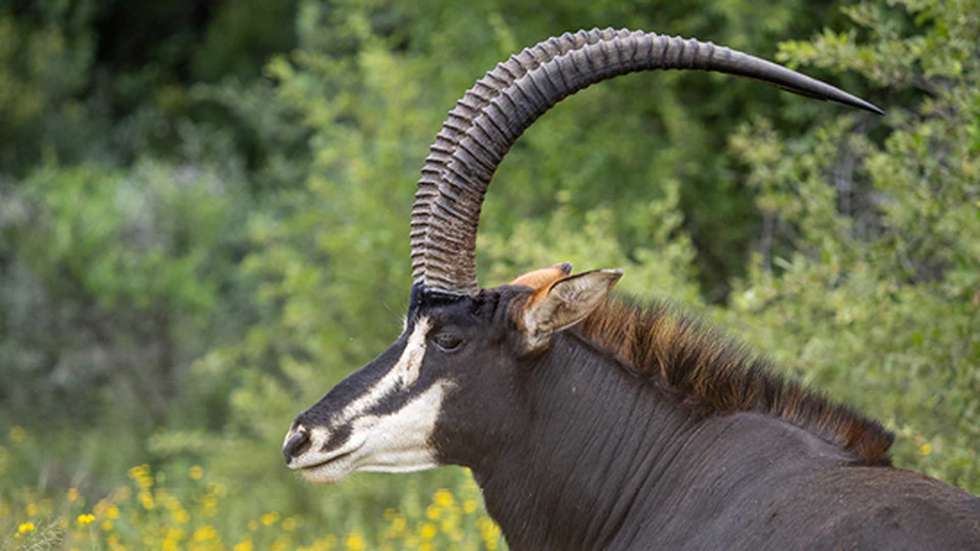 Qwabi Private Game Reserve