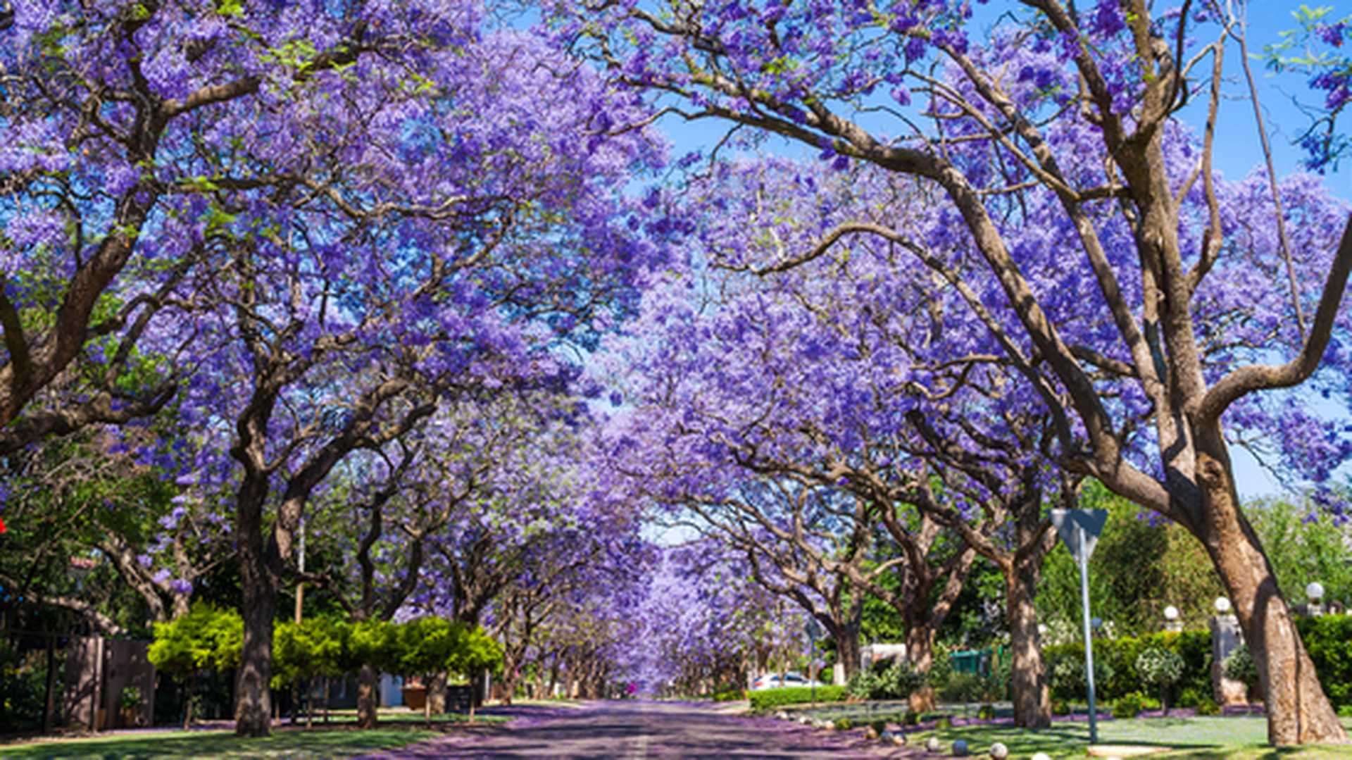 Street in Pretoria lined with beautiful purple Jacaranda trees, South Africa