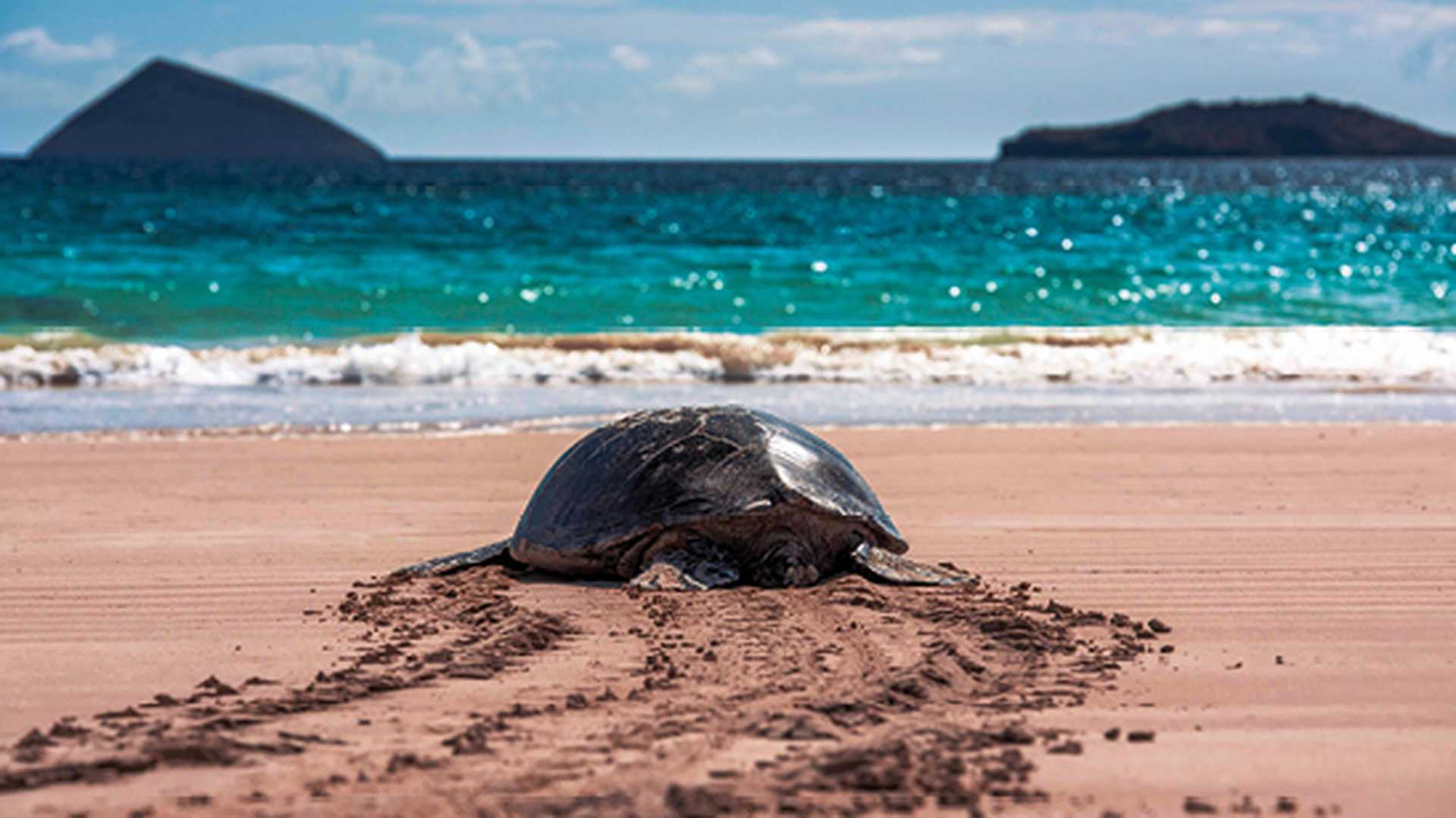 Giant Tortoise on the beach in Galapagos Islands
