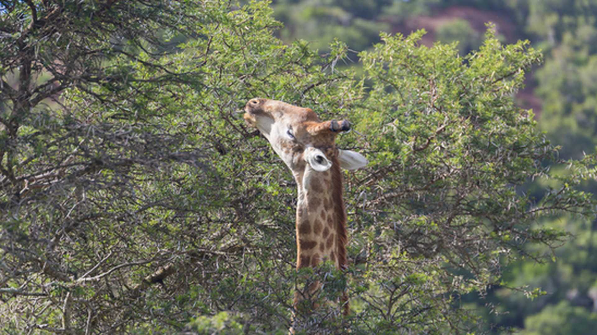 Giraffe spotted in the trees at Kariega River, South Africa