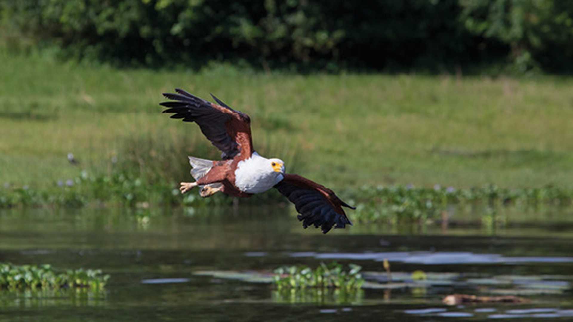 African fish eagle flying just above the water