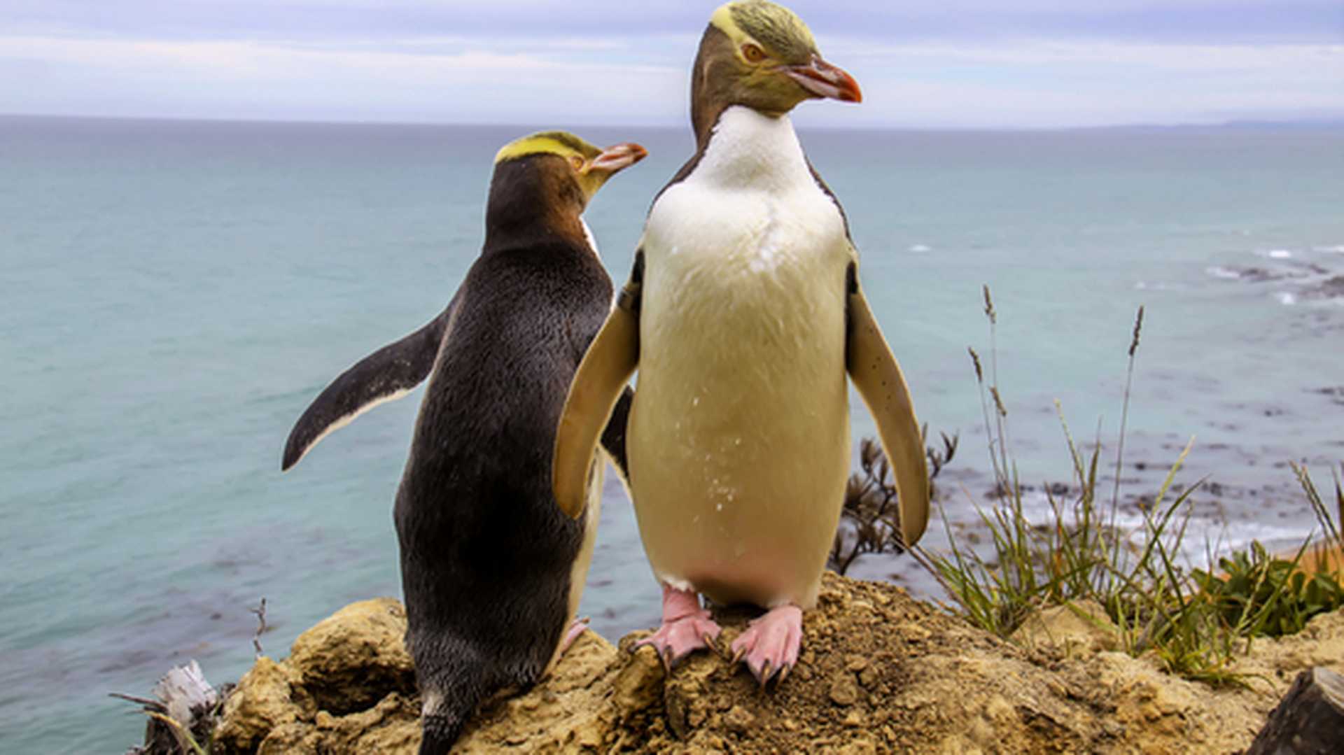 Penguins on a cliff on the Otago Peninsula, New Zealand