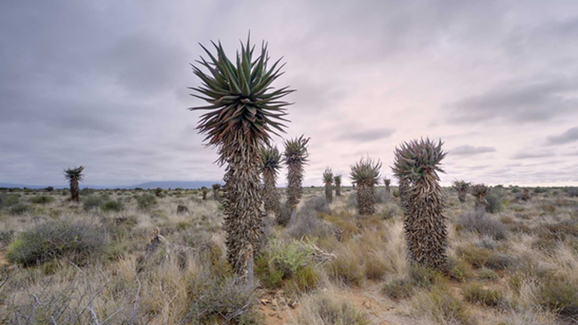 Aloe Vera  in the Karoo, Graaff-Reinet, South Africa