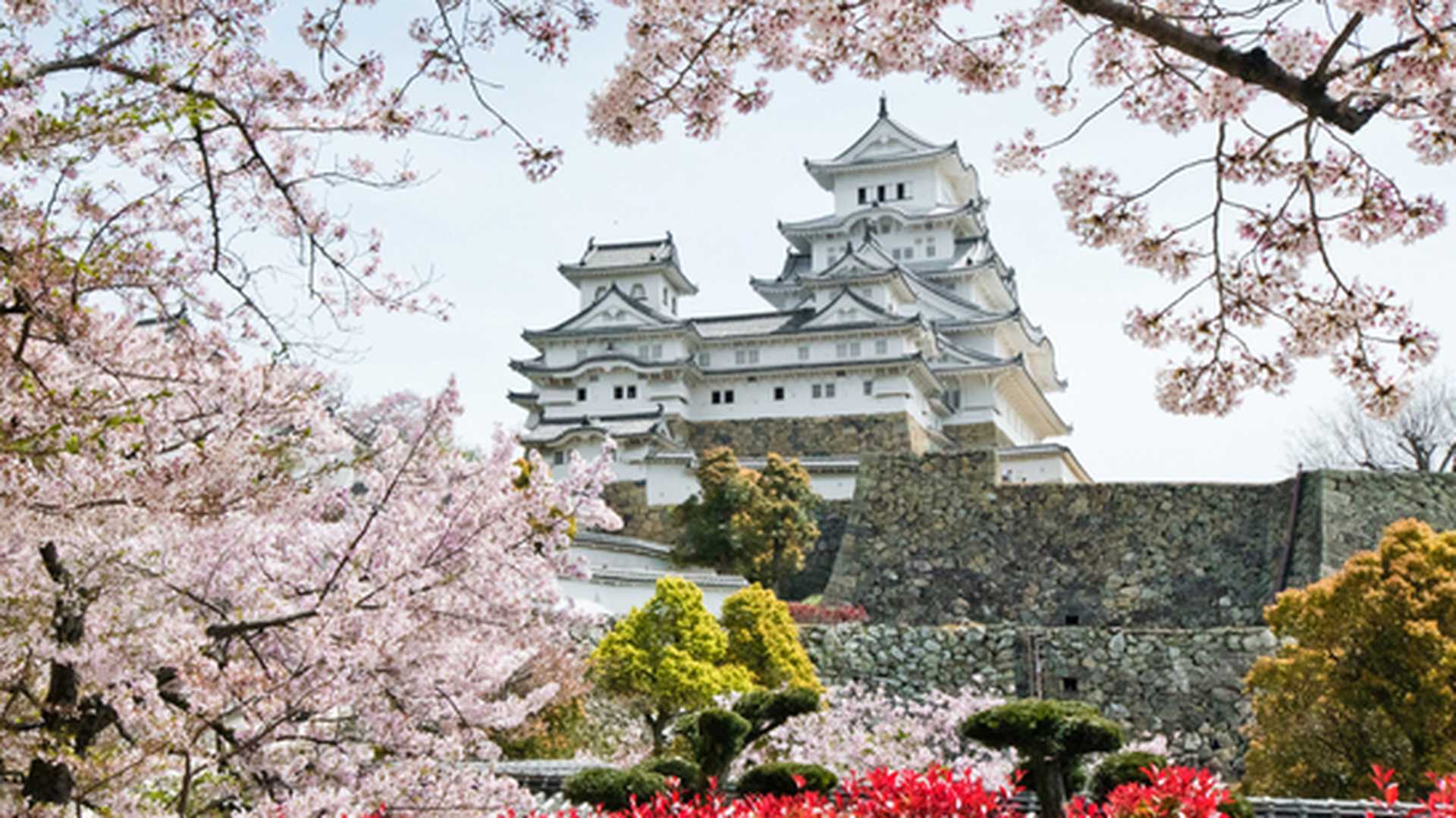Himeji castle with cherry blossom