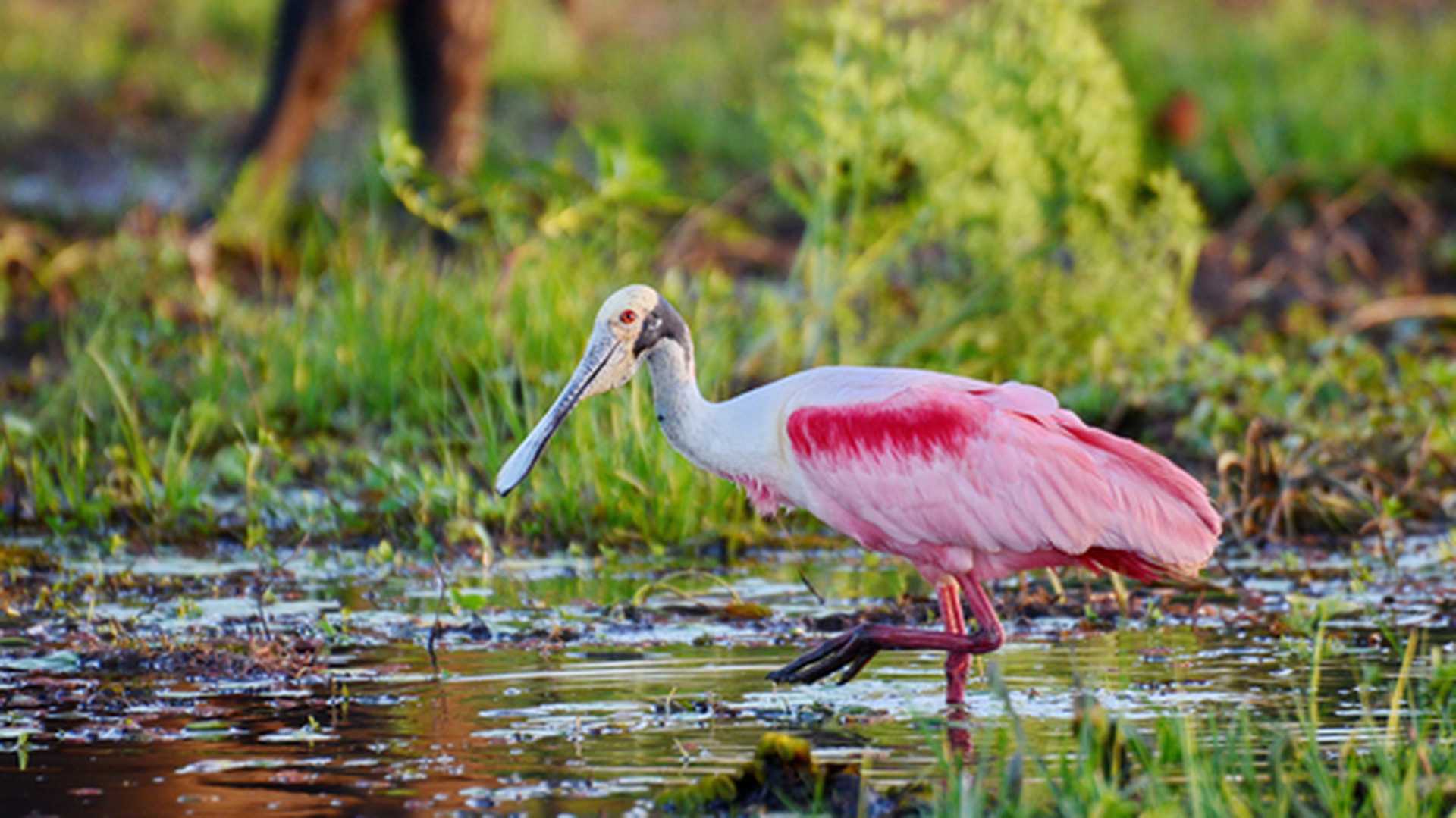 Roseate Spoonbill, Cano Negro wildlife reserve, Titan Costa Rica tour