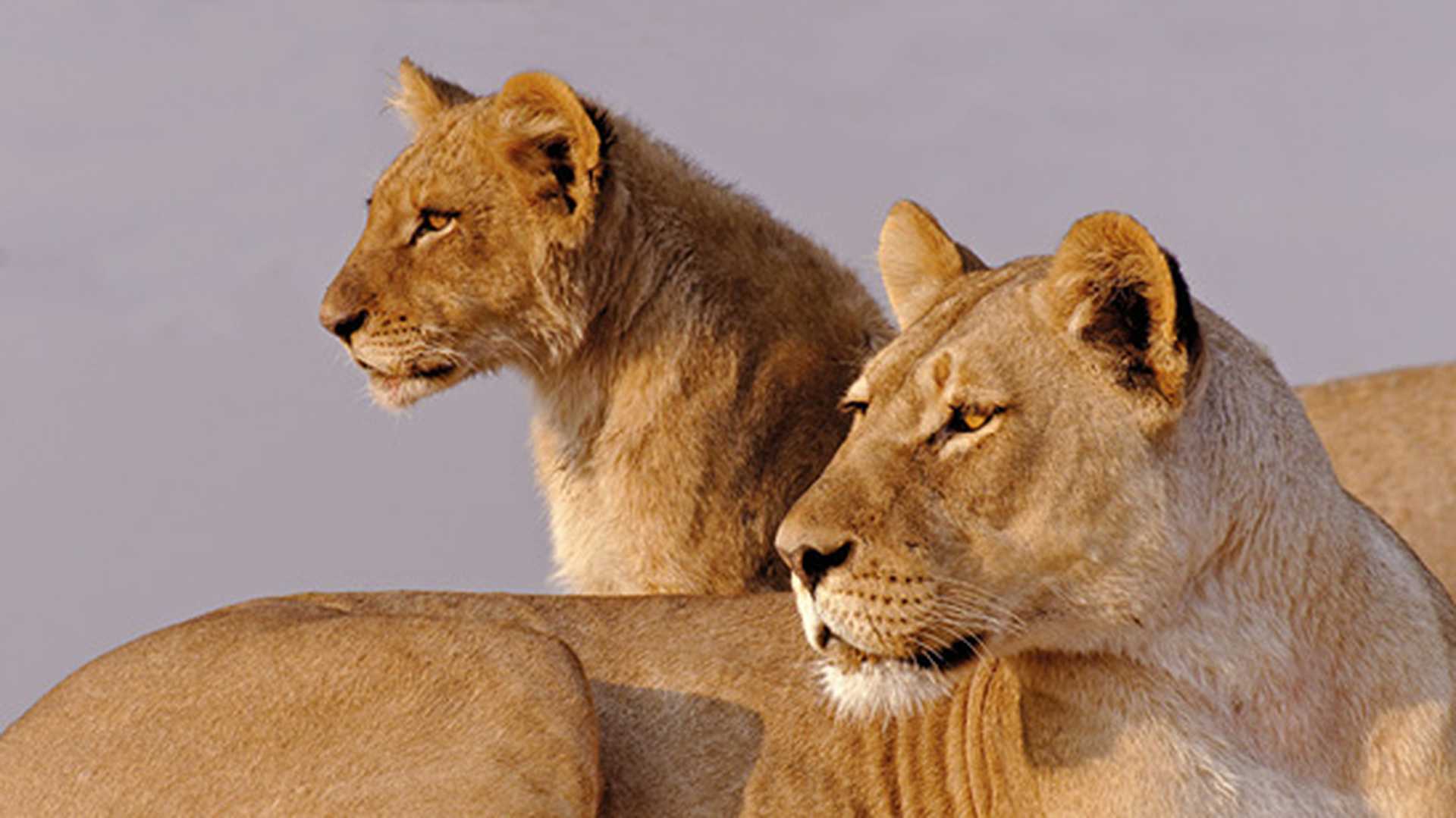 Two lions, South Africa