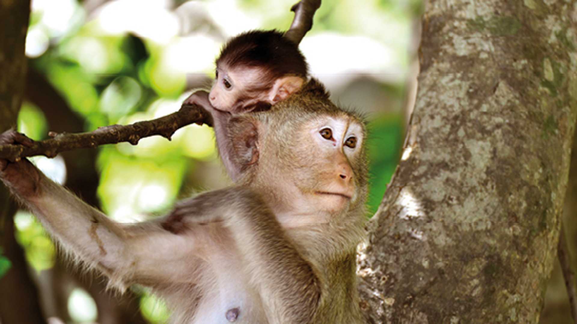 Monkey mother and baby, India