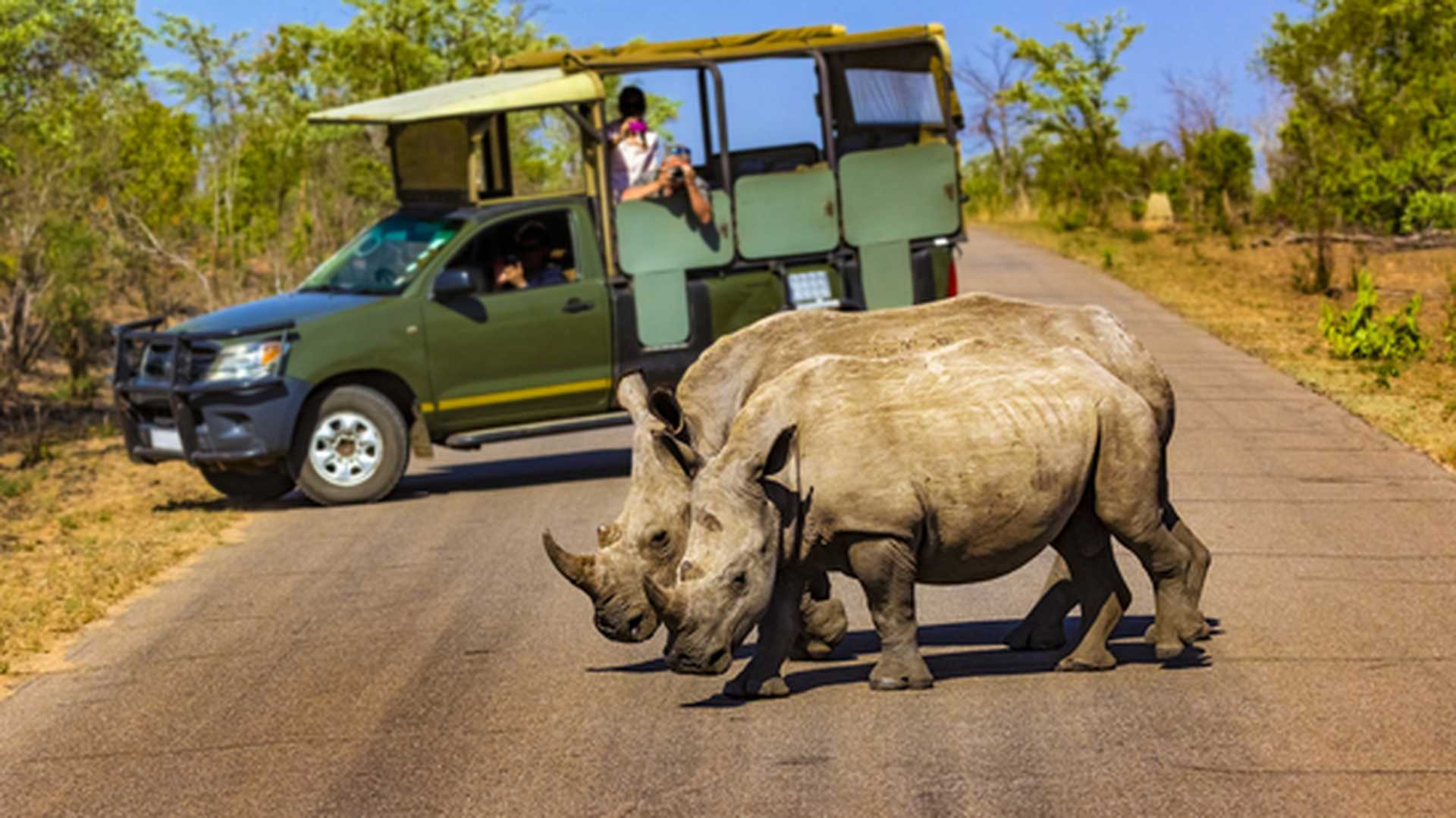 White rhino on safari in Kruger National Park, South Africa