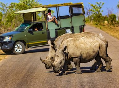 White rhino on safari in Kruger National Park, South Africa