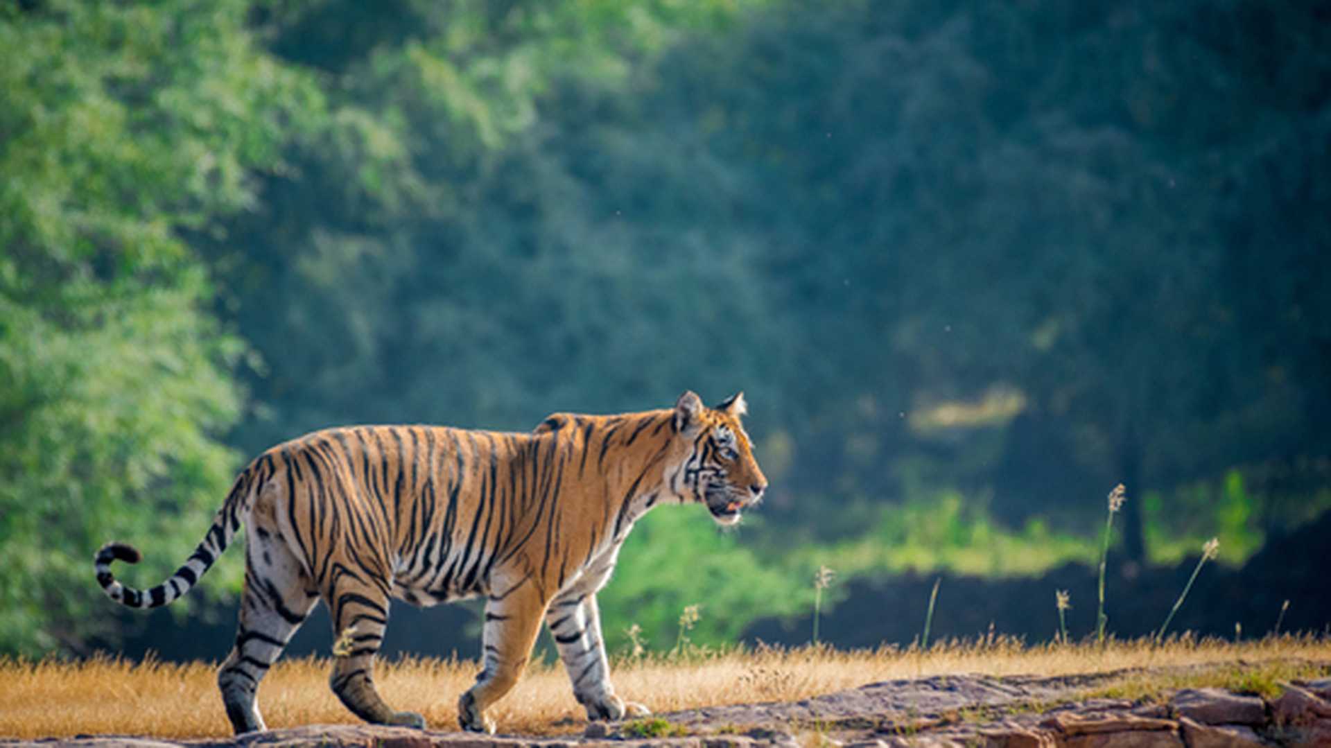 A female tiger stroll for territory marking in early morning in nature amidst after monsoon when park is fully green at ranthambore tiger reserve, India