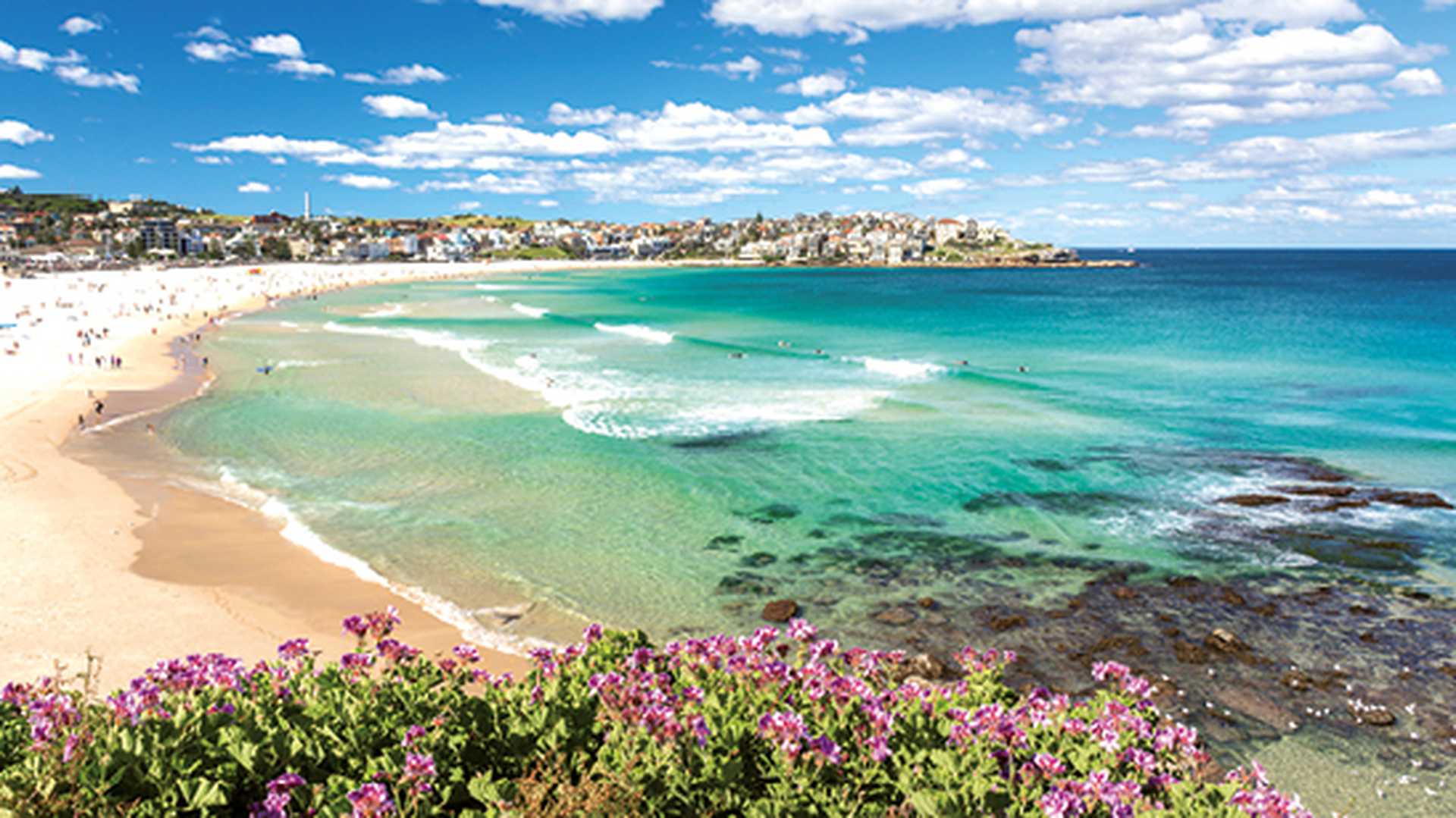 Flowers of Bondi Beach, Sydney Australia
