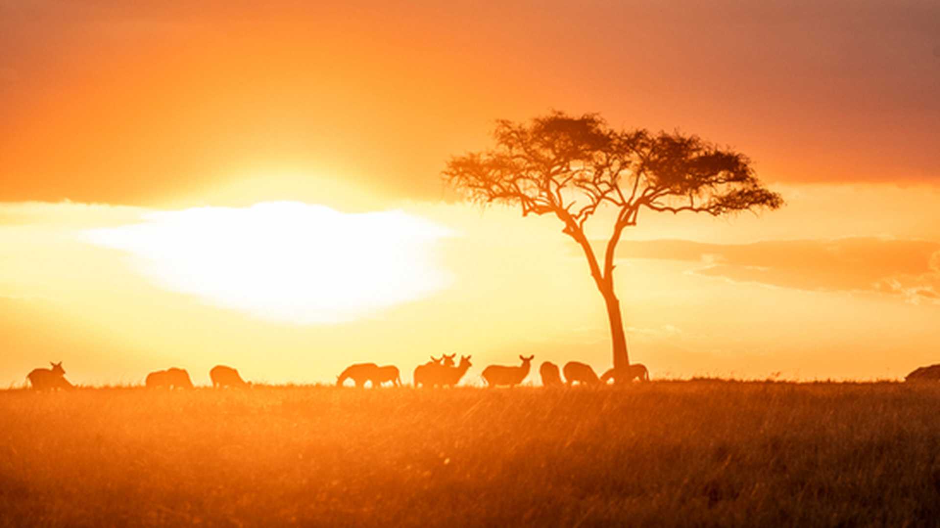 Animals and an acacia tree silhouetted by the setting sun in the Masai Mara, Kenya