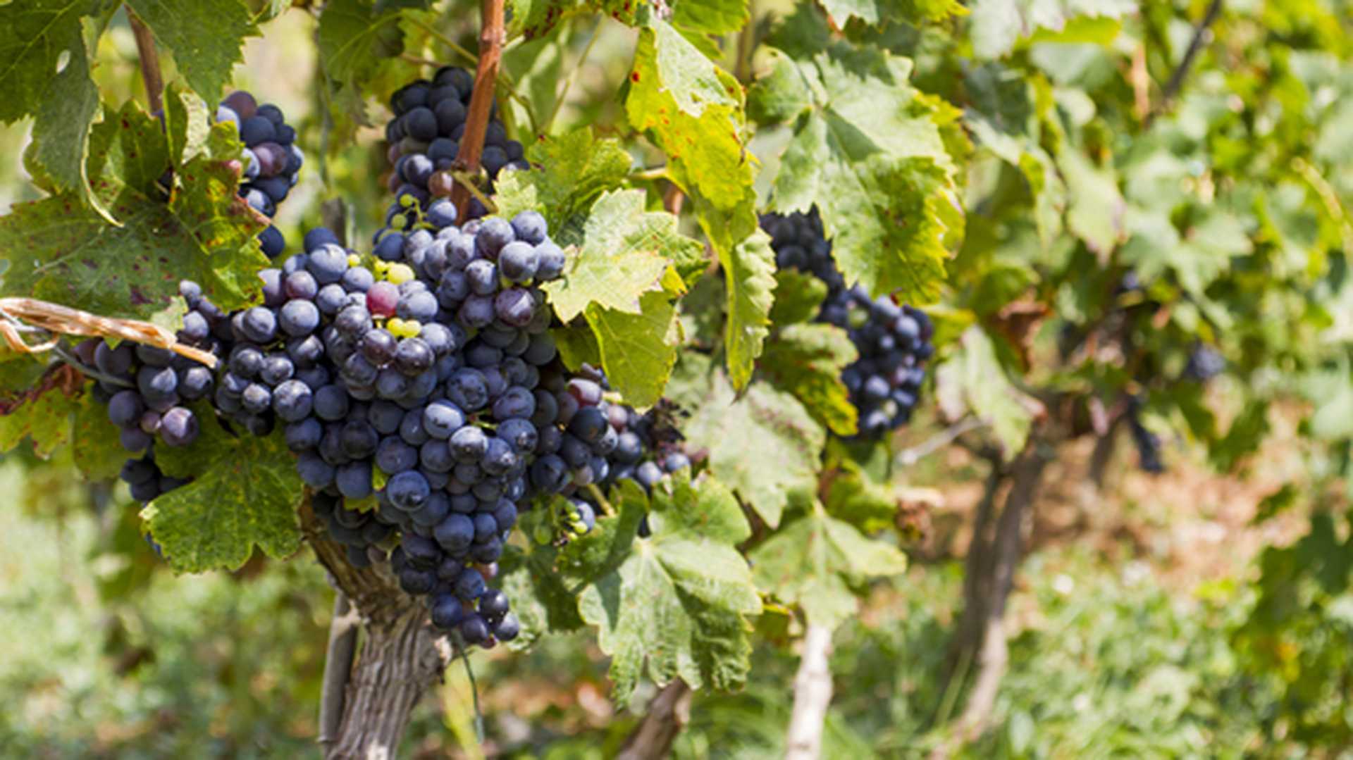 Grape vineyard, Korcula, Croatia