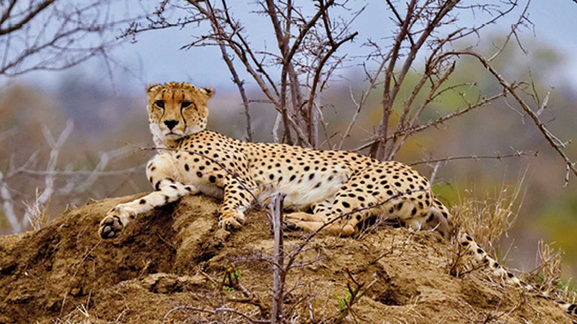 Cheetah in Kruger national Park, South Africa