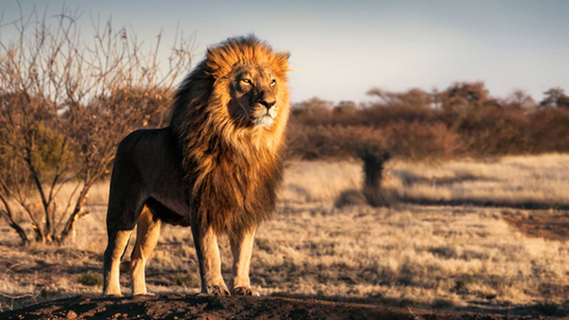 Male lion on safari in the Waterberg region 