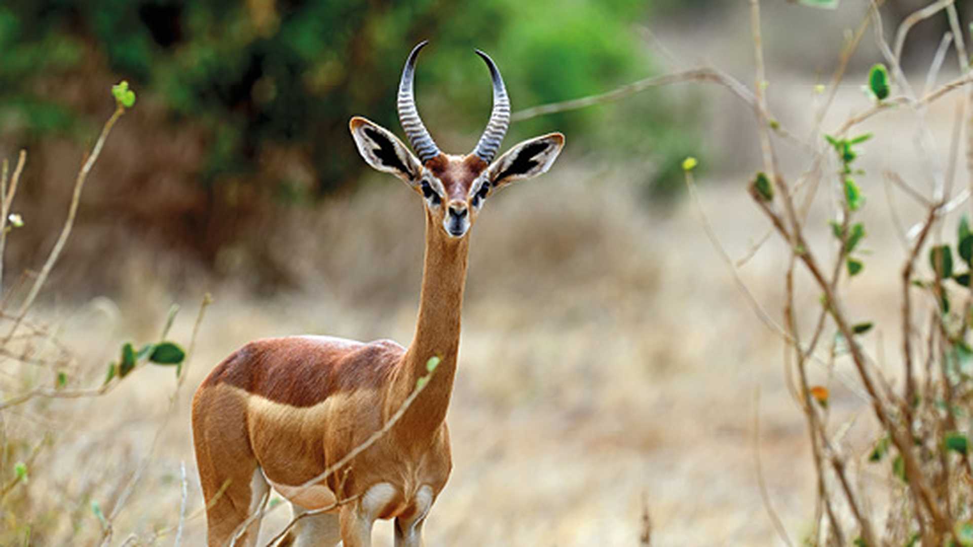 African Gazelle in the savannah of Tsavo gerenuk, Kenya