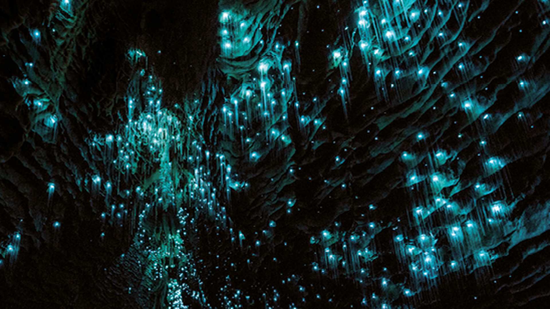 Waitomo Glowworm Caves, Waikato, New Zealand 