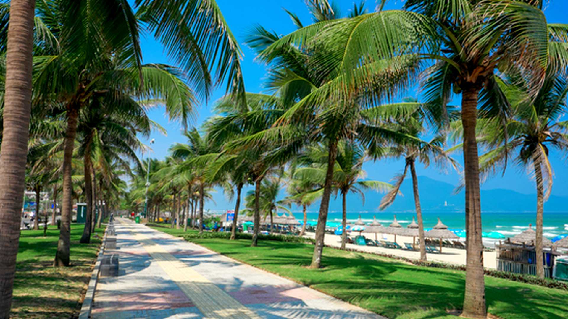 Coconut palm trees at the China Beach, DaNang, Vietnam.