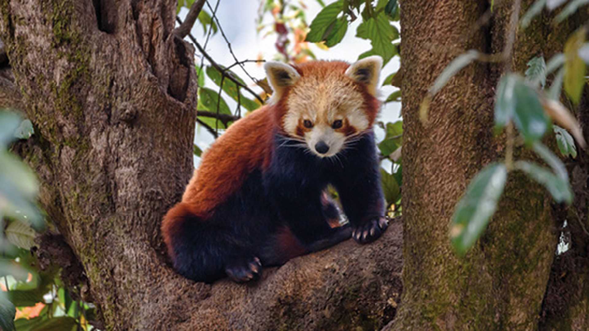 Red panda, a small mammal native to the eastern Himalayas and southwestern China