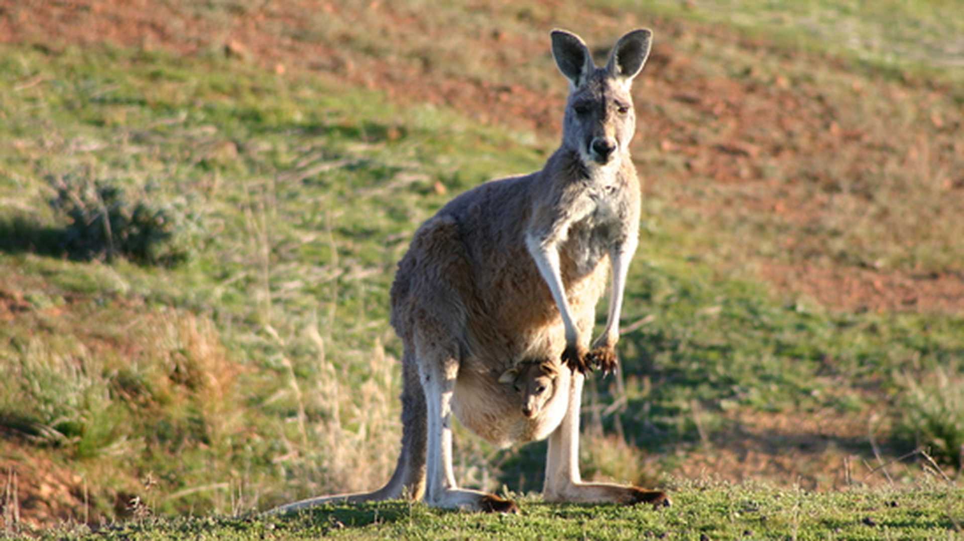 A kangaroo stands on the grass with her baby in her pouch