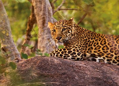 Leopard,Pench National Park, India