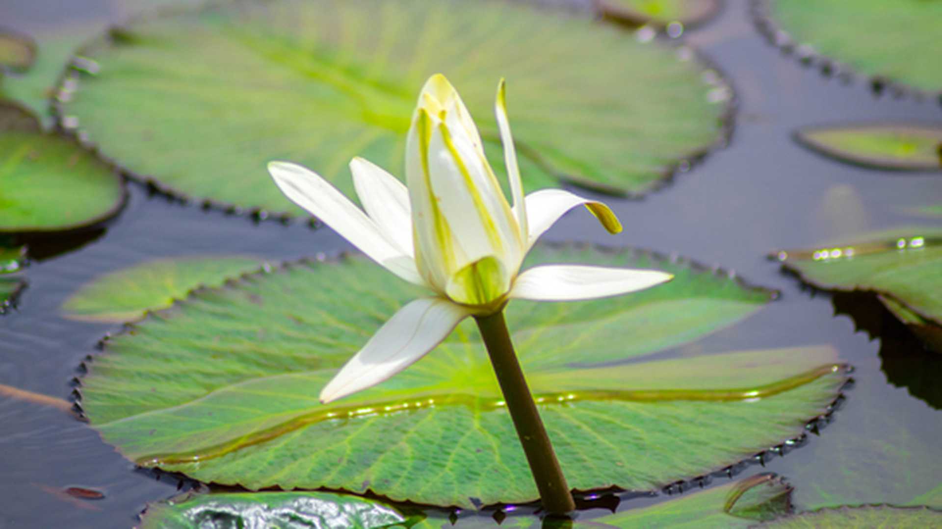 Flowers and orchids, Monteverde Costa Rica