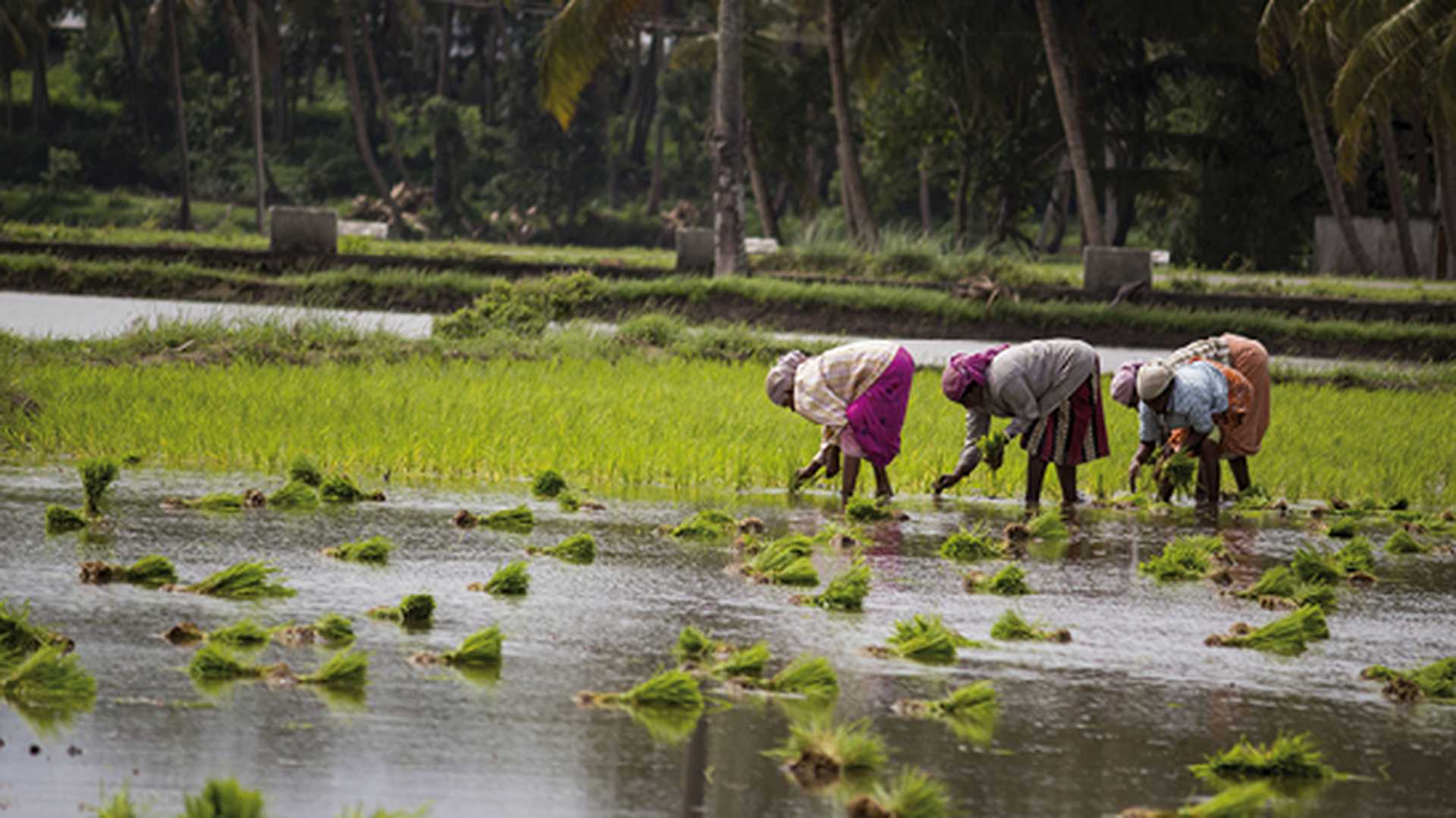 Women Working in Paddy fields. Photo from Palakkad, Kerala, India