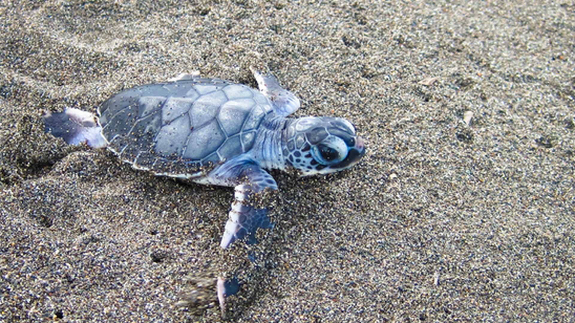 A sea turtle makes its way to the sea