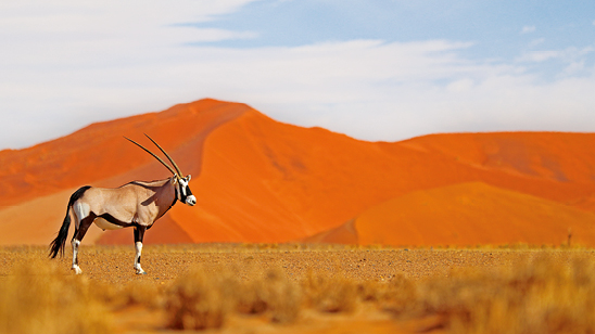 Namib Desert