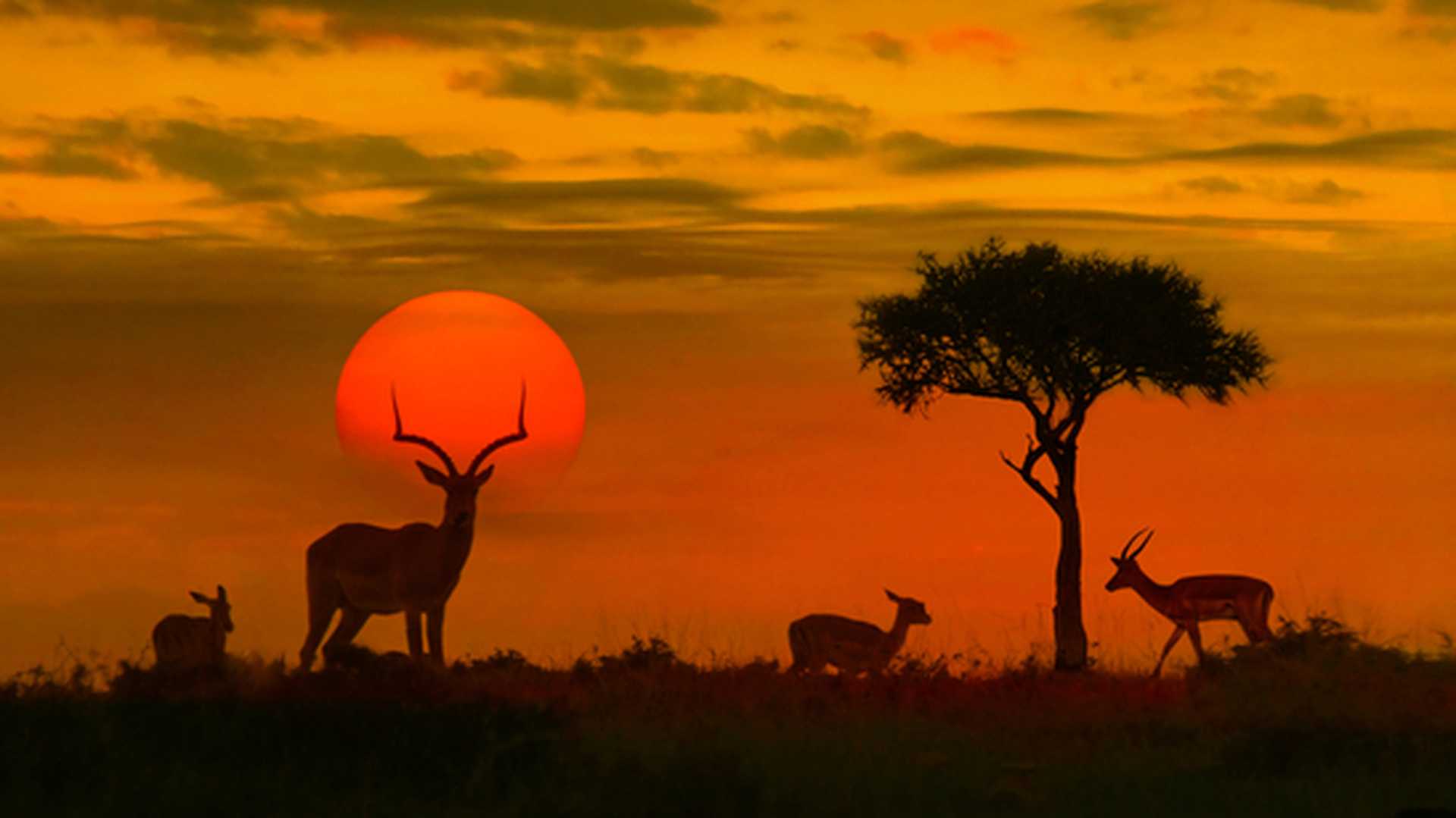 African sunset with silhouette of the animals, Kruger National Park, South Africa