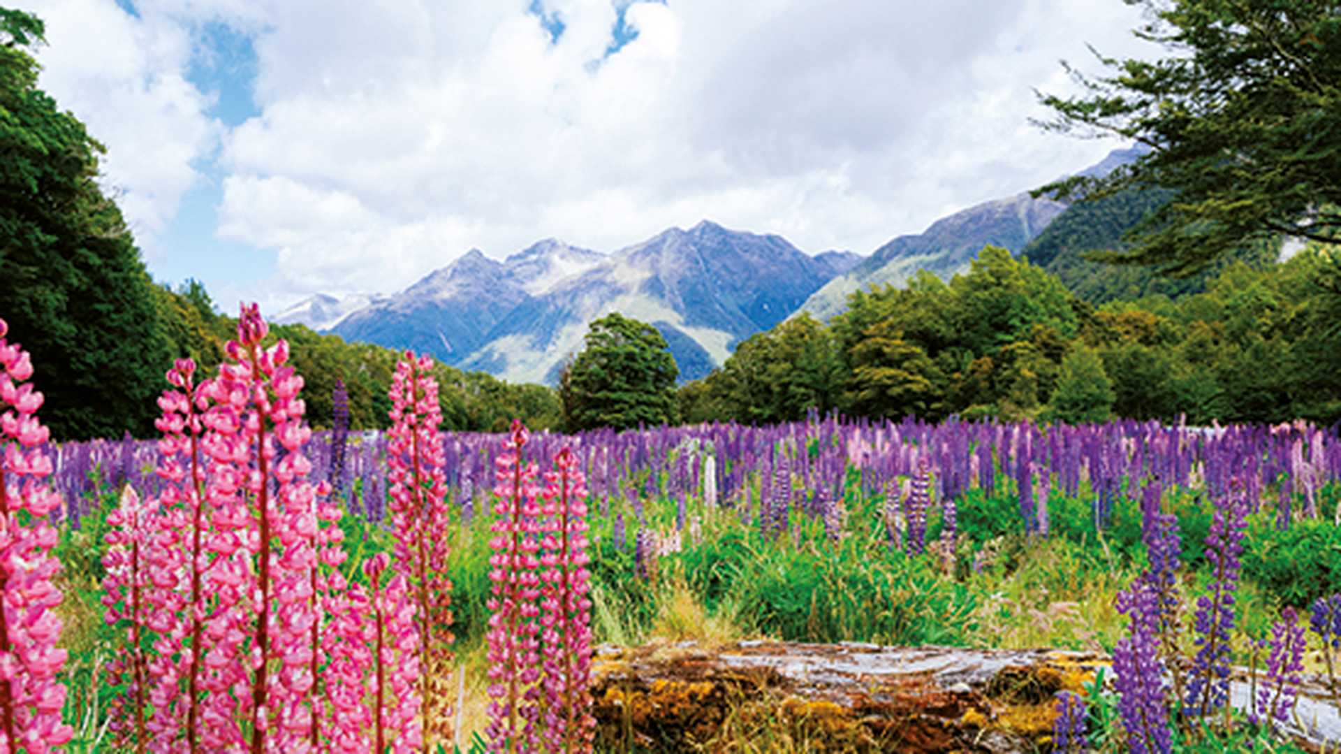 Lupin flower in Fiordland National Park.  New Zealand.
