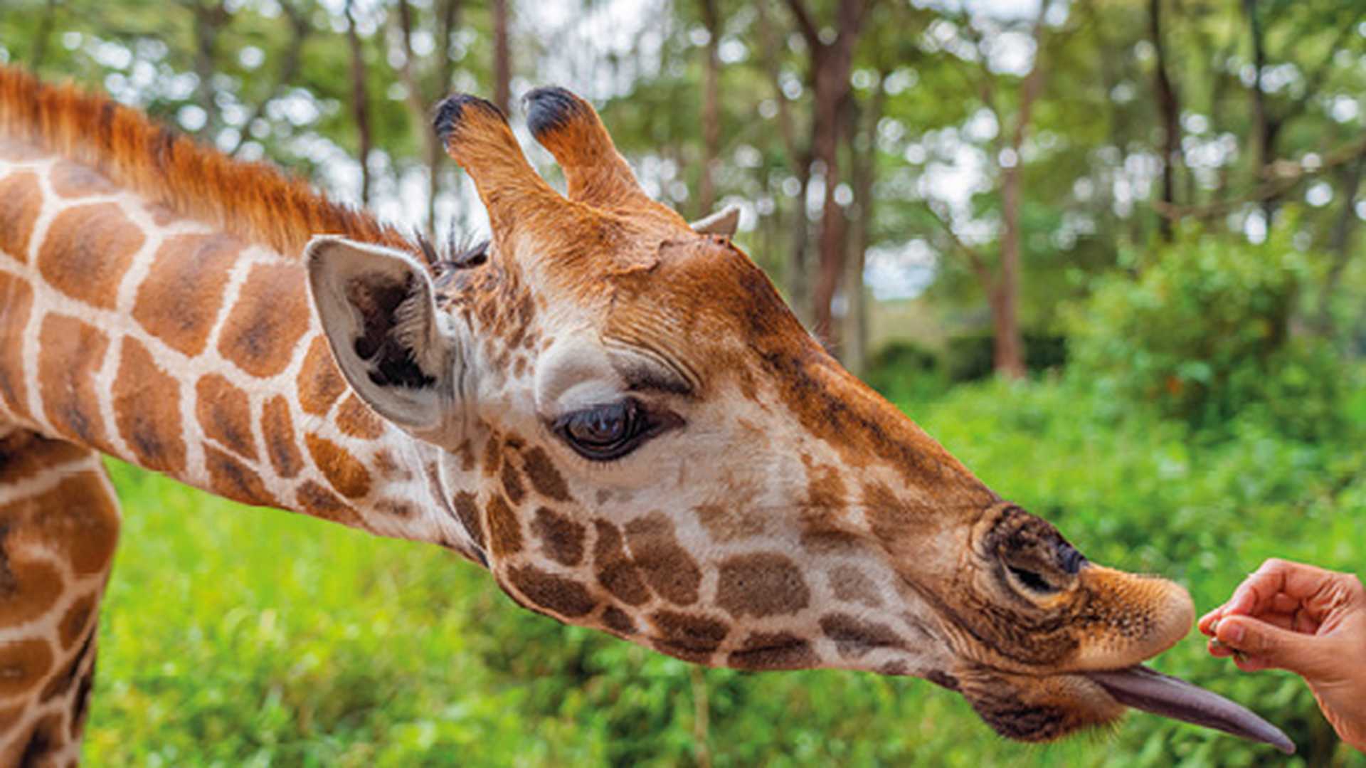 Nairobi