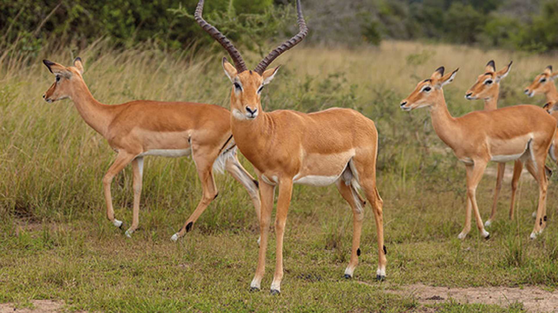 Herd of impalas in national park in South Africa