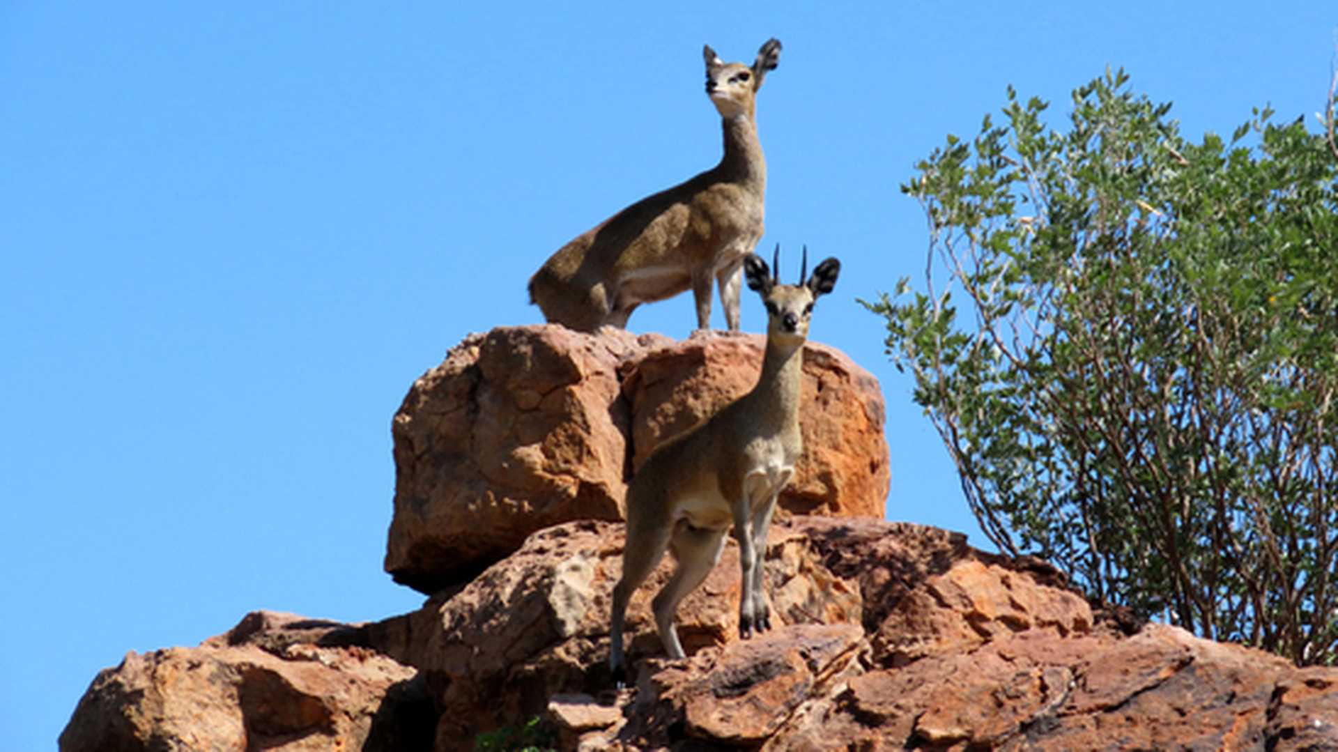 Male and female Klipspringers on the rocks on safari in South Africa