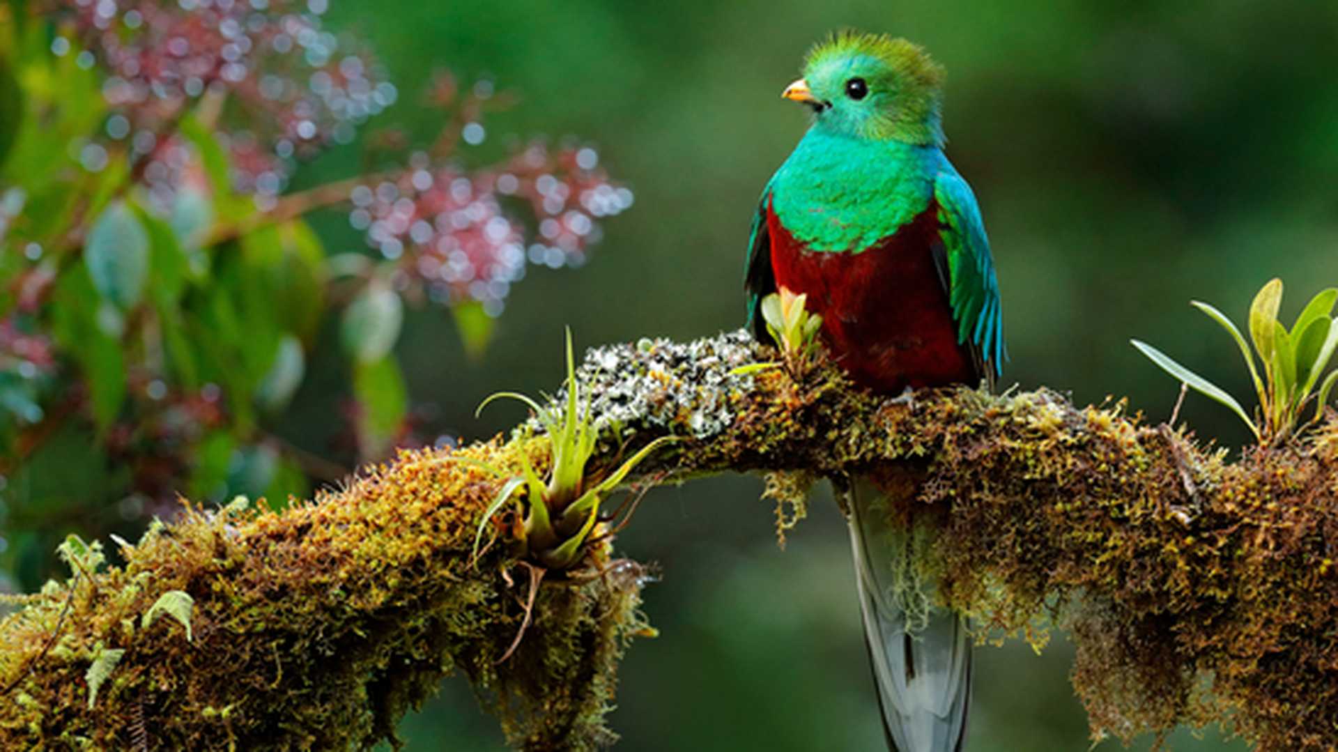 Quetzal in Costa Rica