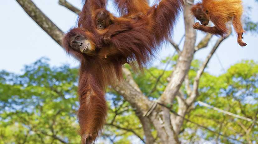 Watch for orang-utans in the jungle on Titan's Borneo holidays