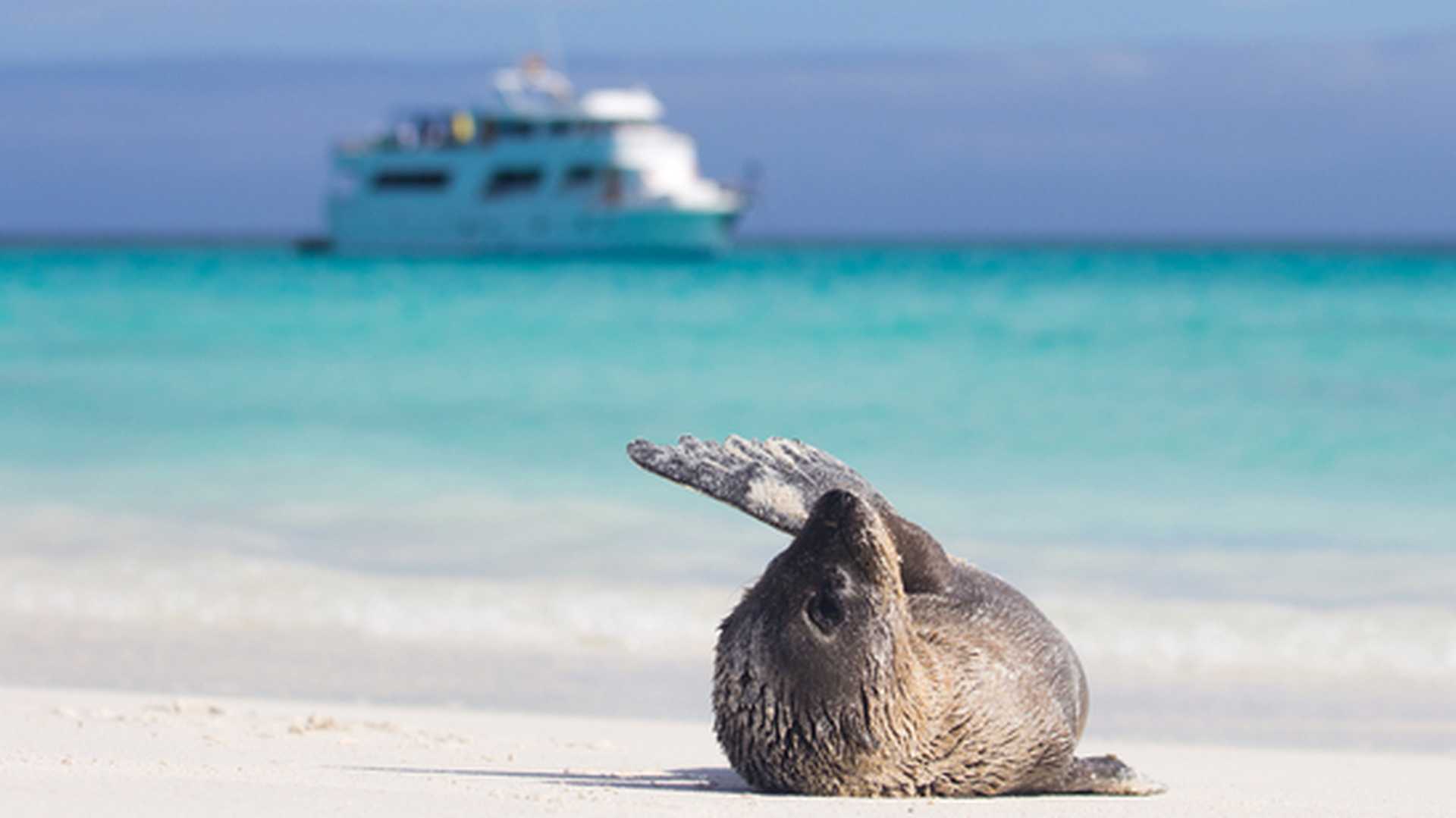 A baby sea lion lounges on a beach in the Galapagos Islands, with a small cruise ship in the waters behind