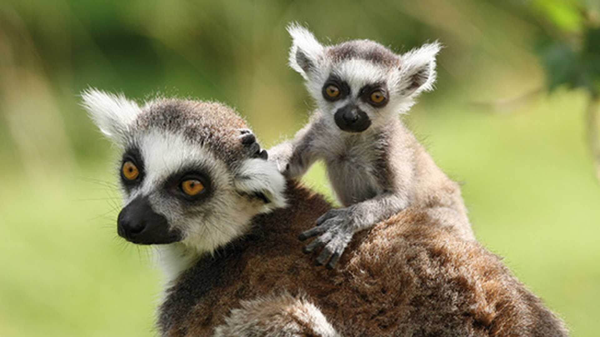 Madagascar