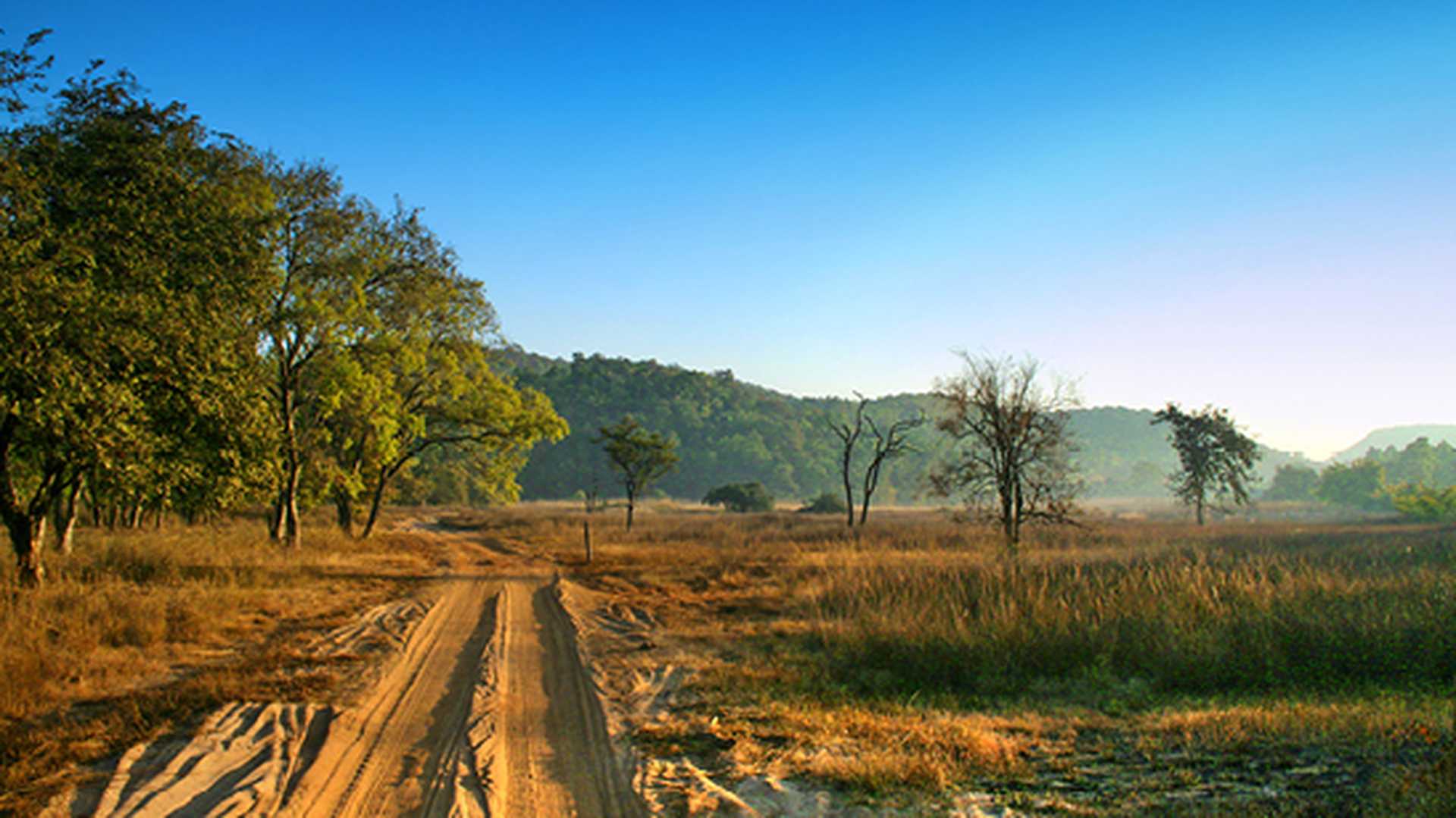 Bandhavgarh National Park, Madhya Pradesh, India