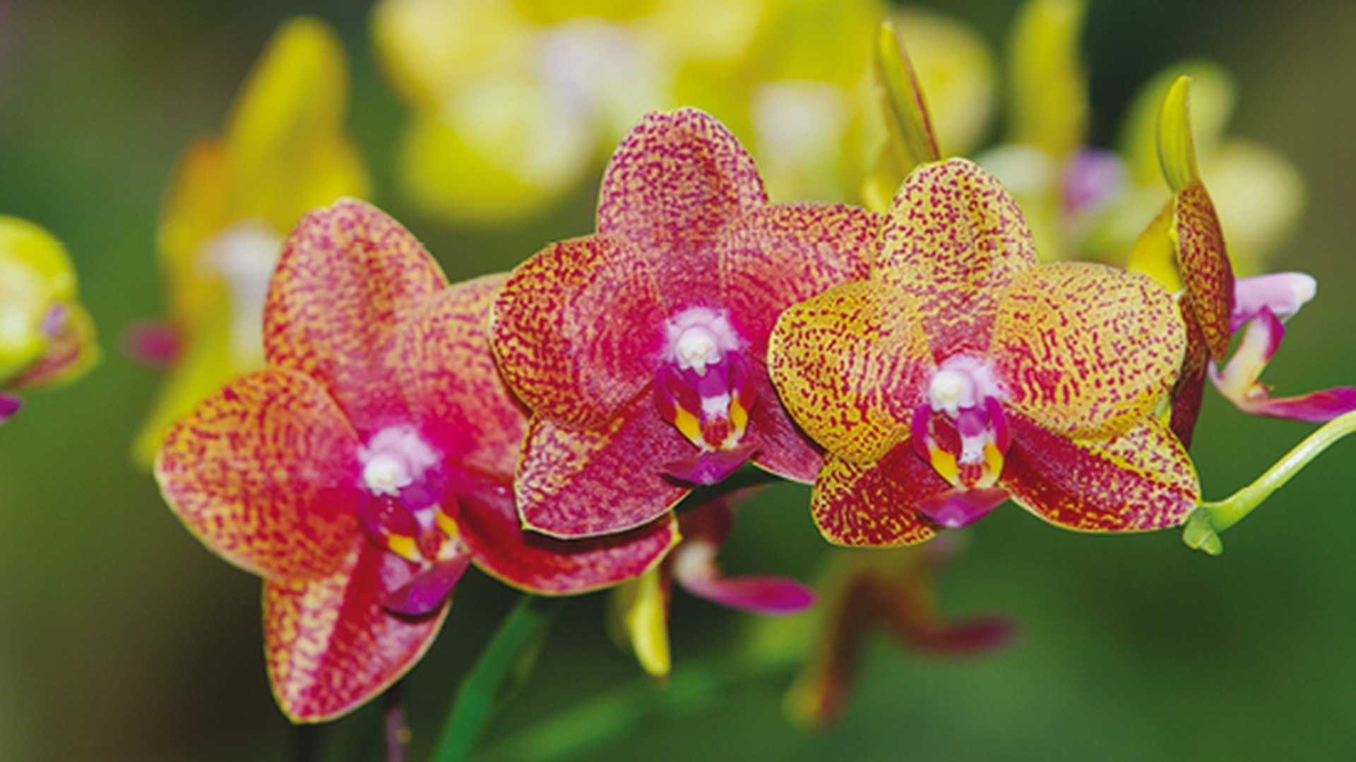National Orchid Garden