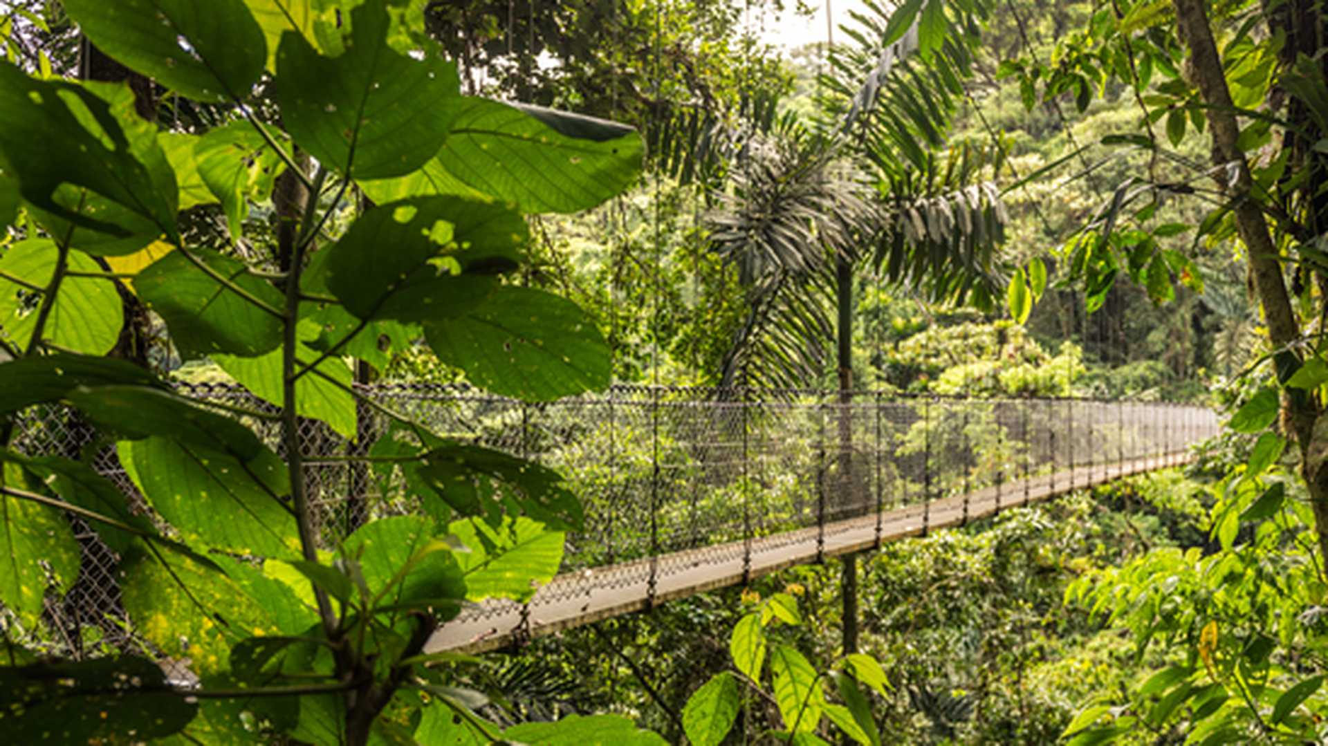 Sky walk hanging bridges, Monteverde, Titan Costa Rica tour