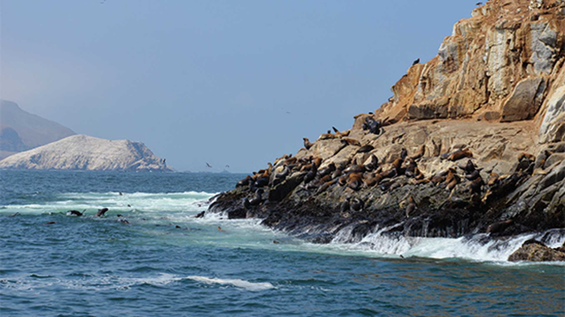 Sea lions on an island near Lima in Peru.