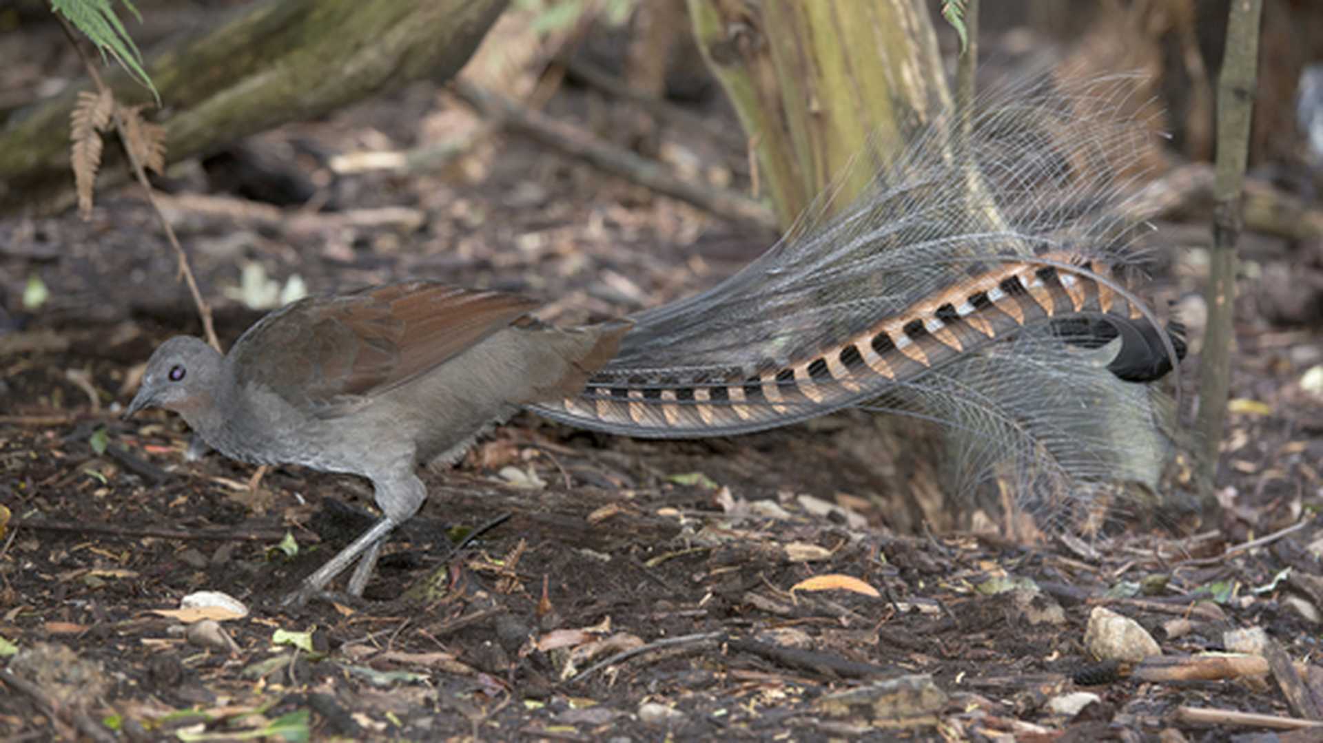 Close up of a lyrebird looking for food