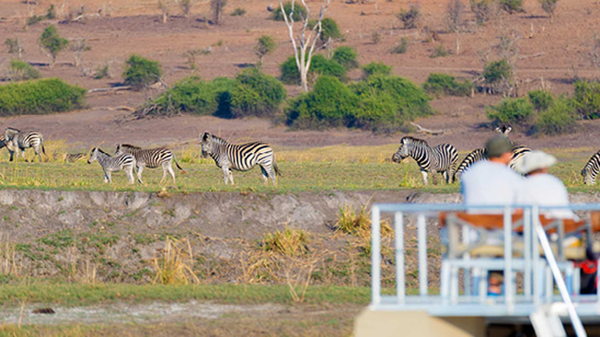 People on river cruise watching a herd of zebras, Chobe River, Namibia/Botswana border, South Africa