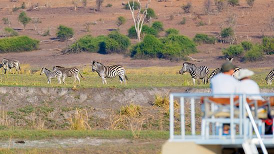People on river cruise watching a herd of zebras, Chobe River, Namibia/Botswana border, South Africa
