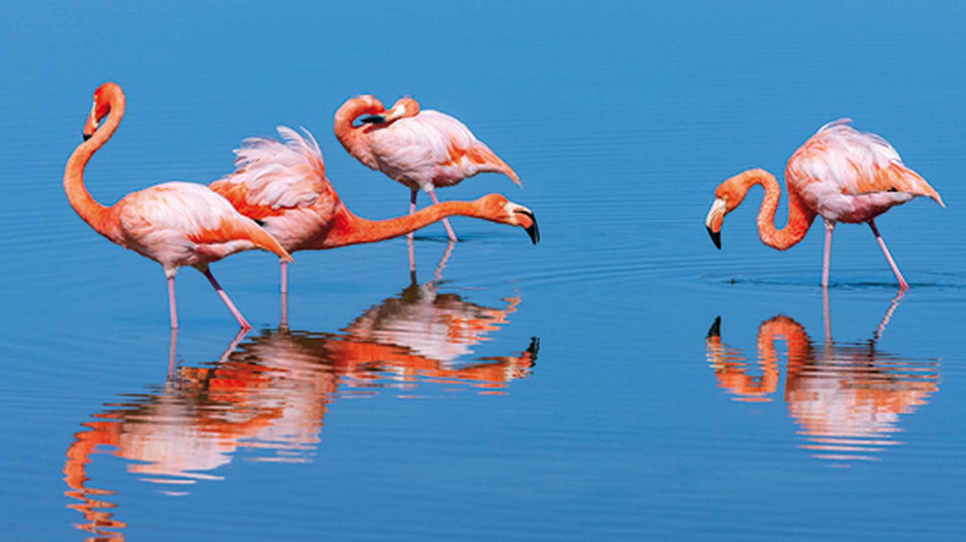 Group of American flamingos, island of Floreana in the Galapagos Islands, Ecuador