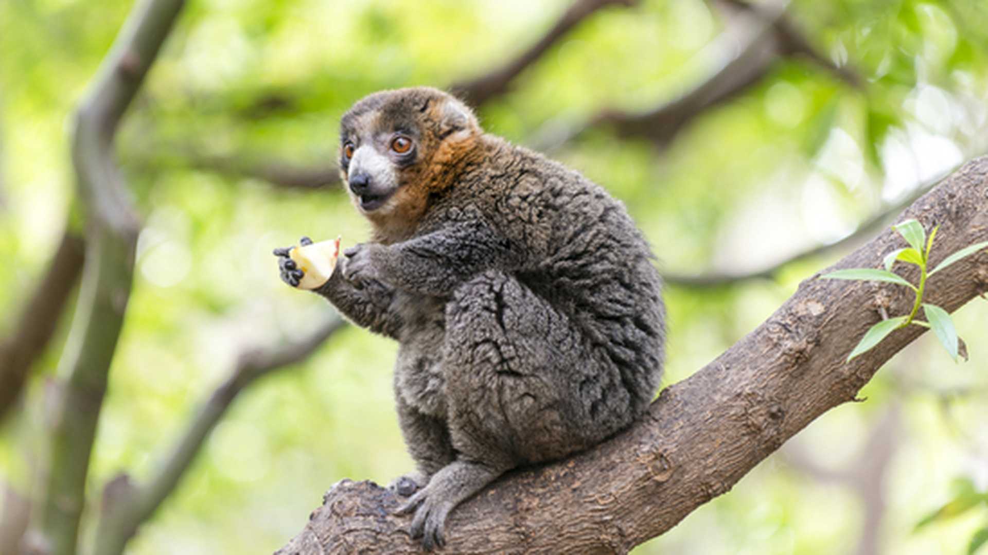 Ranomafana National Park