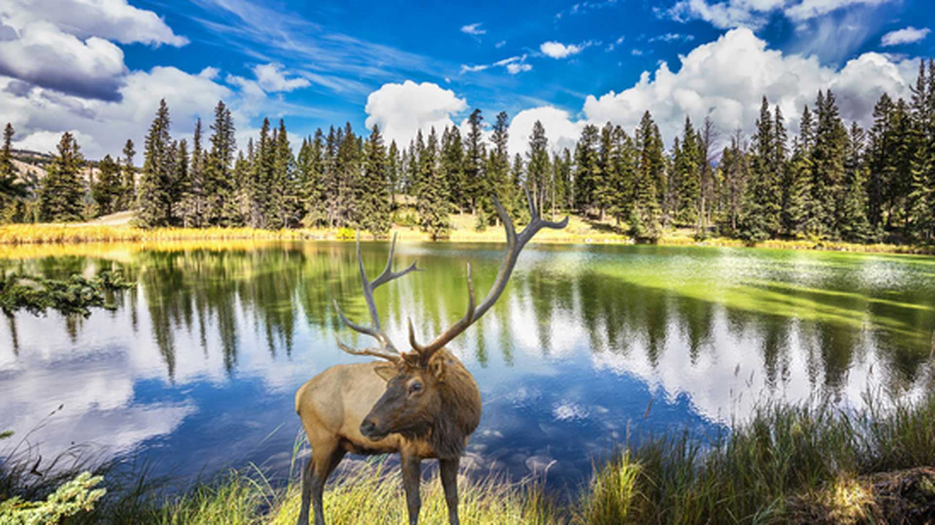 Red deer in Jasper National Park, Rocky Mountains, Alberta,Canada